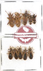 Scientific lot no. 215 Heteroptera (Reduviidae) (10 pcs A, A-, A)