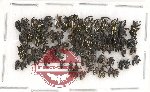Scientific lot no. 267 Curculionidae (cca 90 pcs)