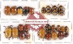 Scientific lot no. 176 Chrysomelidae (24 pcs)