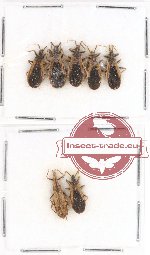 Scientific lot no. 211 Heteroptera (Reduviidae) (7 pcs)