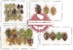 Scientific lot no. 293 Heteroptera (Pentatomidae) (30 pcs - 14 pcs A2)