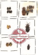 Scientific lot no. 228 Heteroptera (19 pcs)