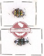 Scientific lot no. 241 Heteroptera (Scutellarinae) (2 pcs A2)