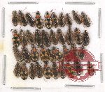 Scientific lot no. 200 Carabidae (50 pcs)