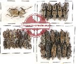 Scientific lot no. 262 Curculionidae (33 pcs)