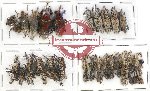 Scientific lot no. 260 Curculionidae (45 pcs)
