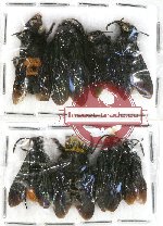 Scientific lot no. 144 Hymenoptera (8 pcs)