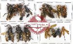 Scientific lot no. 143 Hymenoptera (15 pcs A, A-, A2)