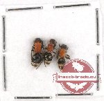 Scientific lot no. 151 Hymenoptera (Mutilidae) (3 pcs)