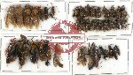 Scientific lot no. 141 Hymenoptera (36 pcs A, A-, A2)