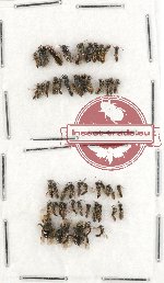 Scientific lot no. 146 Hymenoptera (small spp.) (49 pcs)