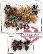 Scientific lot no. 217 Heteroptera (20 pcs)