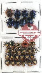 Scientific lot no. 243 Heteroptera (Pentatomidae) (31 pcs)