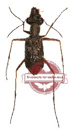 Pentacomia (Poecilochila) rhytidopteroides