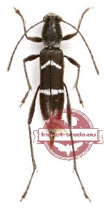 Demonax tenuiculus