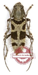 Driopea excavatipennis (A-)