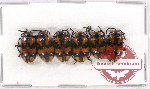 Scientific lot no. 185 Chrysomelidae (6 pcs A-, A2)