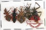 Scientific lot no. 303 Heteroptera (Reduviidae) (5 pcs A2)