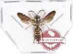 Hymenoptera sp. 105 (5 pcs)