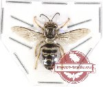 Hymenoptera sp. 107 (10 pcs)
