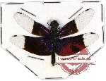 Odonata sp. 53 Libellulidae (A2)