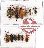 Scientific lot no. 337 Heteroptera (12 pcs)