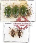 Scientific lot no. 305 Heteroptera (Pentatomidae) (6 pcs)