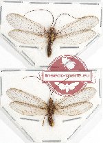 Scientific lot no. 3 Neuroptera (2 pcs A2)