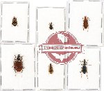 Scientific lot no. 242 Carabidae (6 pcs)