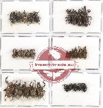 Scientific lot no. 233 Curculionidae (30 pcs)