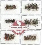 Scientific lot no. 235 Curculionidae (29 pcs - 10 pcs A2)