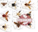 Scientific lot no. 350 Heteroptera (Reduviidae) (9 pcs)