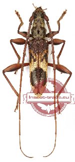 Cerambycidae sp. 51 (Coptocercus insulanus Jacquot, 2018)
