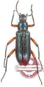 Tenebrionidae sp. 77A
