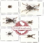 Scientific lot no. 324 Curculionidae (6 pcs - 2 pcs A2)
