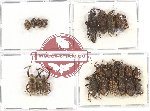 Scientific lot no. 326 Curculionidae (20 pcs)