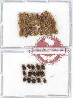 Scientific lot no. 193 Chrysomelidae (40 pcs)