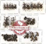 Scientific lot no. 290 Curculionidae (40 pcs)