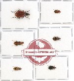 Scientific lot no. 271 Carabidae (6 pcs)
