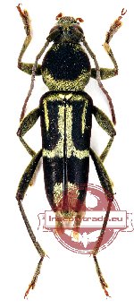 Chlorophorus adlbaueri