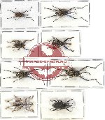 Scientific lot no. 288 Curculionidae (8 pcs)