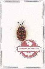 Chrysomelidae sp. 60