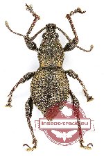 Curculionidae sp. 89