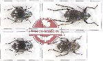Scientific lot no. 188 Tenebrionidae (4 pcs - 1 pc A2)