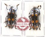Scientific lot no. 38 Erotylidae (2 pcs A2)