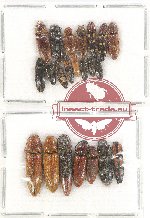 Scientific lot no. 110 Elateridae (22 pcs - some A2)