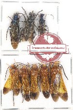 Scientific lot no. 236 Hymenoptera (8 pcs - 3 pcs A2)