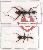 Scientific lot no. 31A Cicindelidae (Neocollyris spp.) (2 pcs)