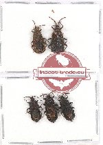 Scientific lot no. 428 Heteroptera (Aradiidae) (5 pcs)