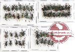 Scientific lot no. 300 Curculionidae (55 pcs A-, A2)